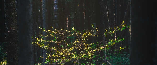 Shining leaves